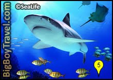 Sea Life Aquarium Sharks Munich