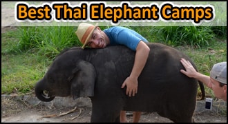 Top Ten Best Elephants Camps In Chiang Mai Thailand