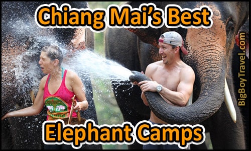 Best Elephant Camps In Chiang Mai