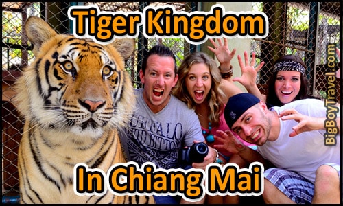 Tiger Kingdom In Chiang Mai