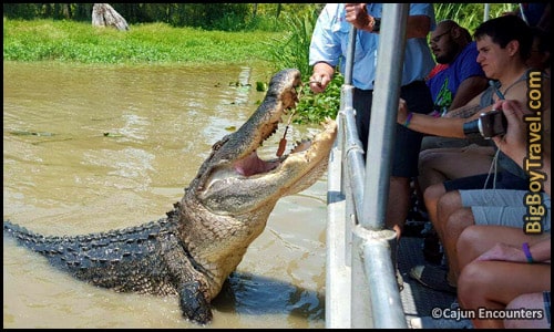 Top Day Trips From New Orleans, Best Side - Bayou Gator Swamp Tours