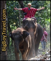 Best Elephant Camps near Chiang Mai in the Jungle Trekking Riding