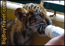 Chiang Mai Tigers Kingdom Baby Bottle Feeding