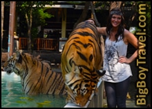 Chiang Mai Tigers Kingdom Big Cats