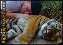 Chiang Mai Tigers Kingdom Sleeping