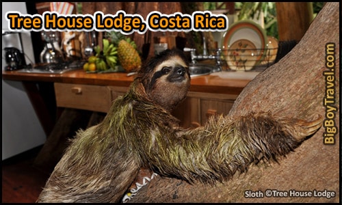 Coolest Hotels In The World, Top Ten, Tree House Lodge Costa Rica