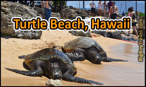 ‎Laniakea Turtle Beach, Hawaii