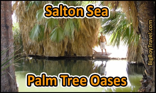 Salton Sea California - Palm Tree Oasis