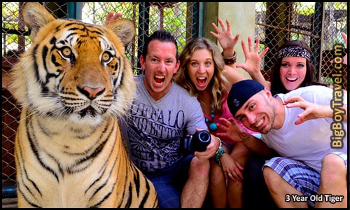 Top Ten Things To Do In Chiang Mai - Tiger Kingdom