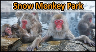Snow Monkey Park Guide Japan