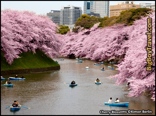 Tokyo Cherry Blossoms Imperial Palace Row Boat RIde