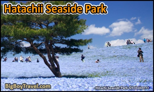 Top Day Trips From Tokyo Japan, Best Side - Natachii Seaside Park