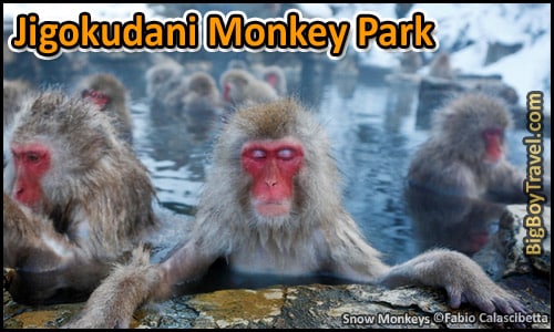Top Day Trips From Tokyo Japan, Best Side - Jigokudani Snow Monkey Park