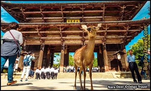 Top 10 Best Day Trips From Kyoto Japan - Nara Temple Gate Wild Deer