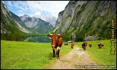 Kings Lake Ferry Tour In Berchtesgaden Konigssee Tour - Obersee Fischunkelalm Farm Pasture cow cattle